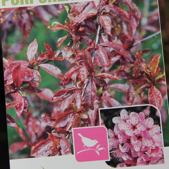 Rostliny - Trnka obecná Purpurea výška 40/60cm, květináč 4,6 litru