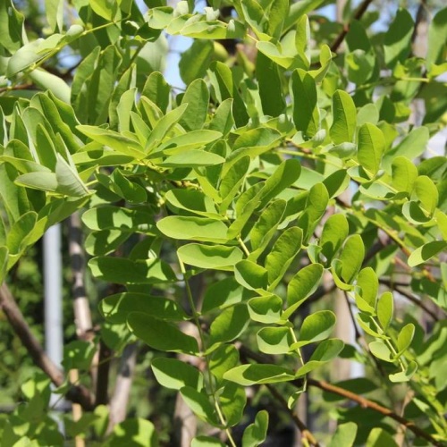 Listnaté stromky a stromy - Trnovník akát 'Frisia' obvod 8/10, 18 litrů