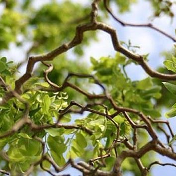 Rostliny - Trnovník akát Twisty Baby kmínek 120cm, stromek