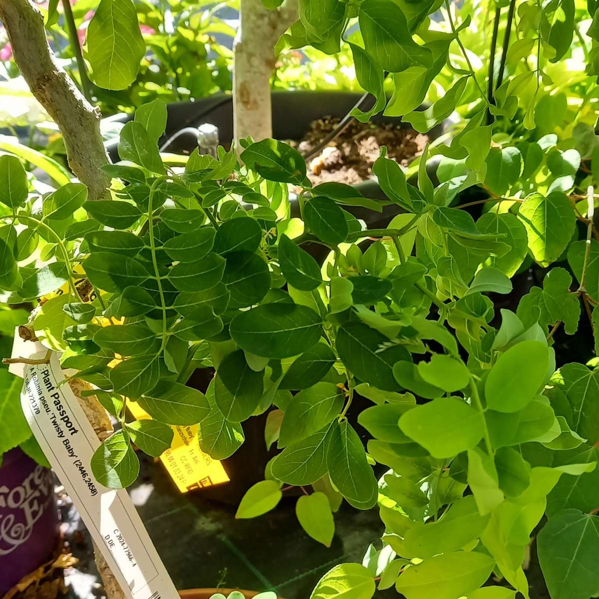 Keře okrasné listem - Trnovník akát Twisty Baby výška 50/60cm, miska