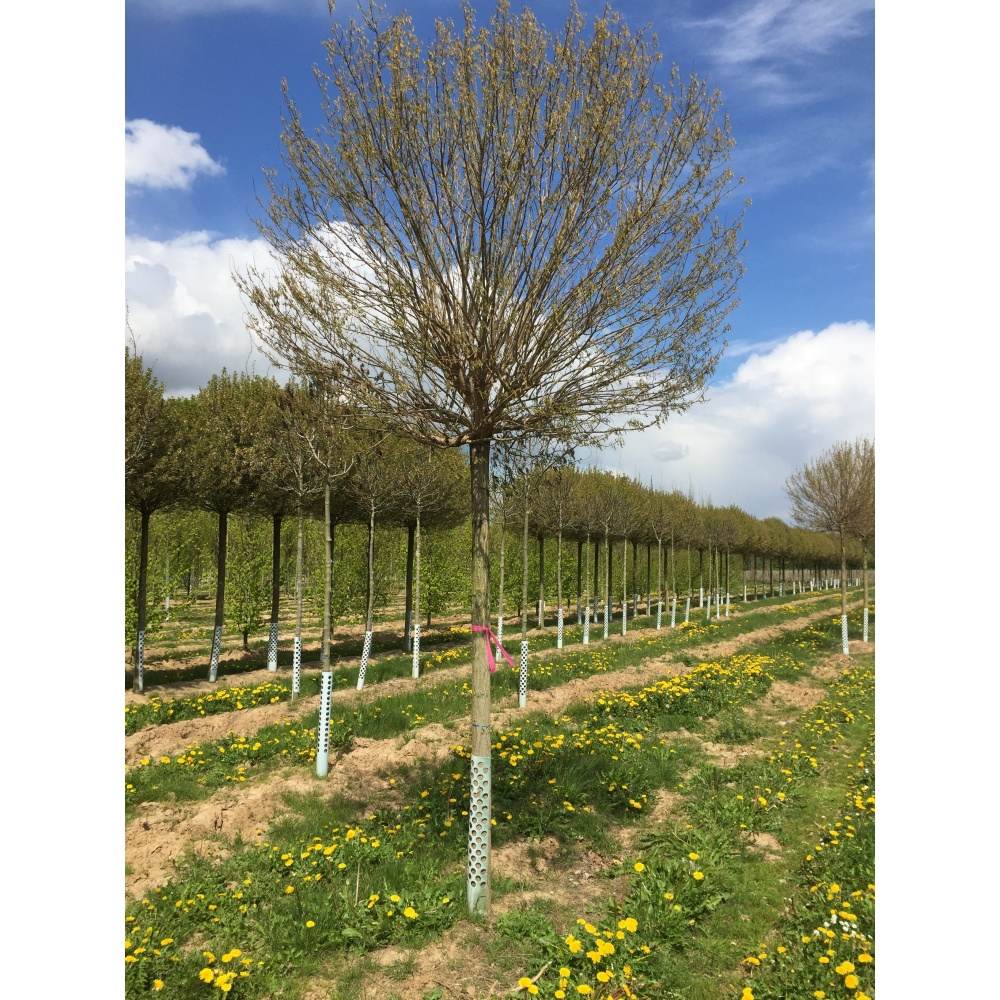 Soliterní stromy - Trnovník akát Umbraculifera výška kmene 225/240cm, zemní bal