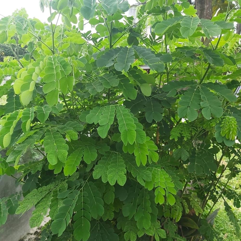 Trnovník akát Umbraculifera výška kmene 225/240cm, zemní bal-0