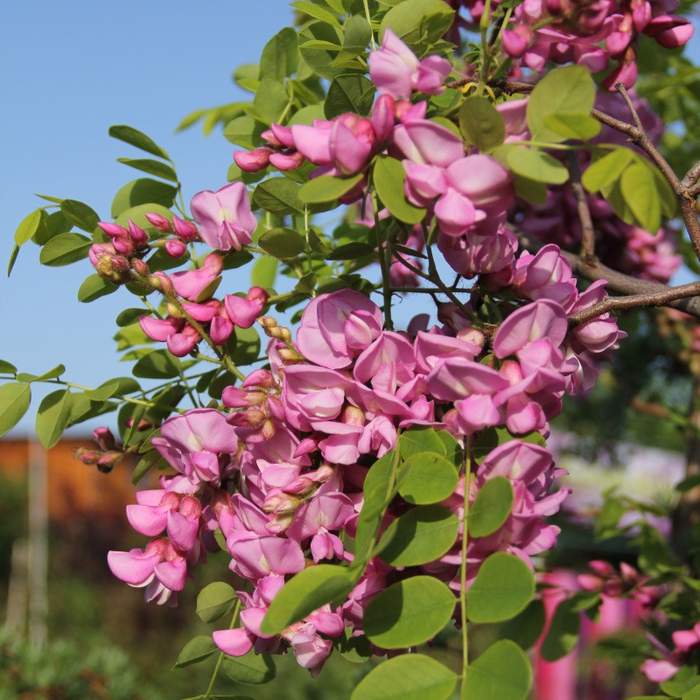 Listnaté stromky a stromy - Trnovník chloupkatý Rosea květináč 15 litrů, kmínek 150cm, stromek