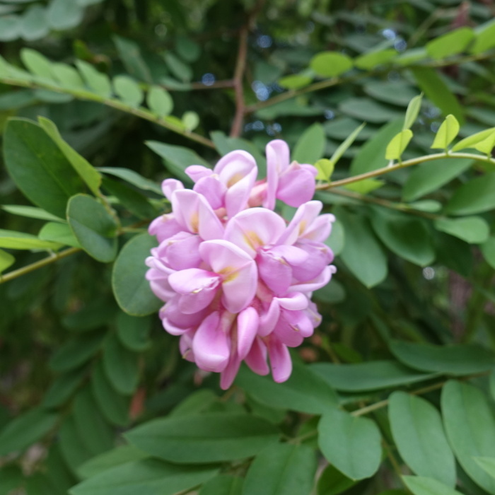 Listnaté stromky a stromy - Trnovník huňatý kmínek 150cm