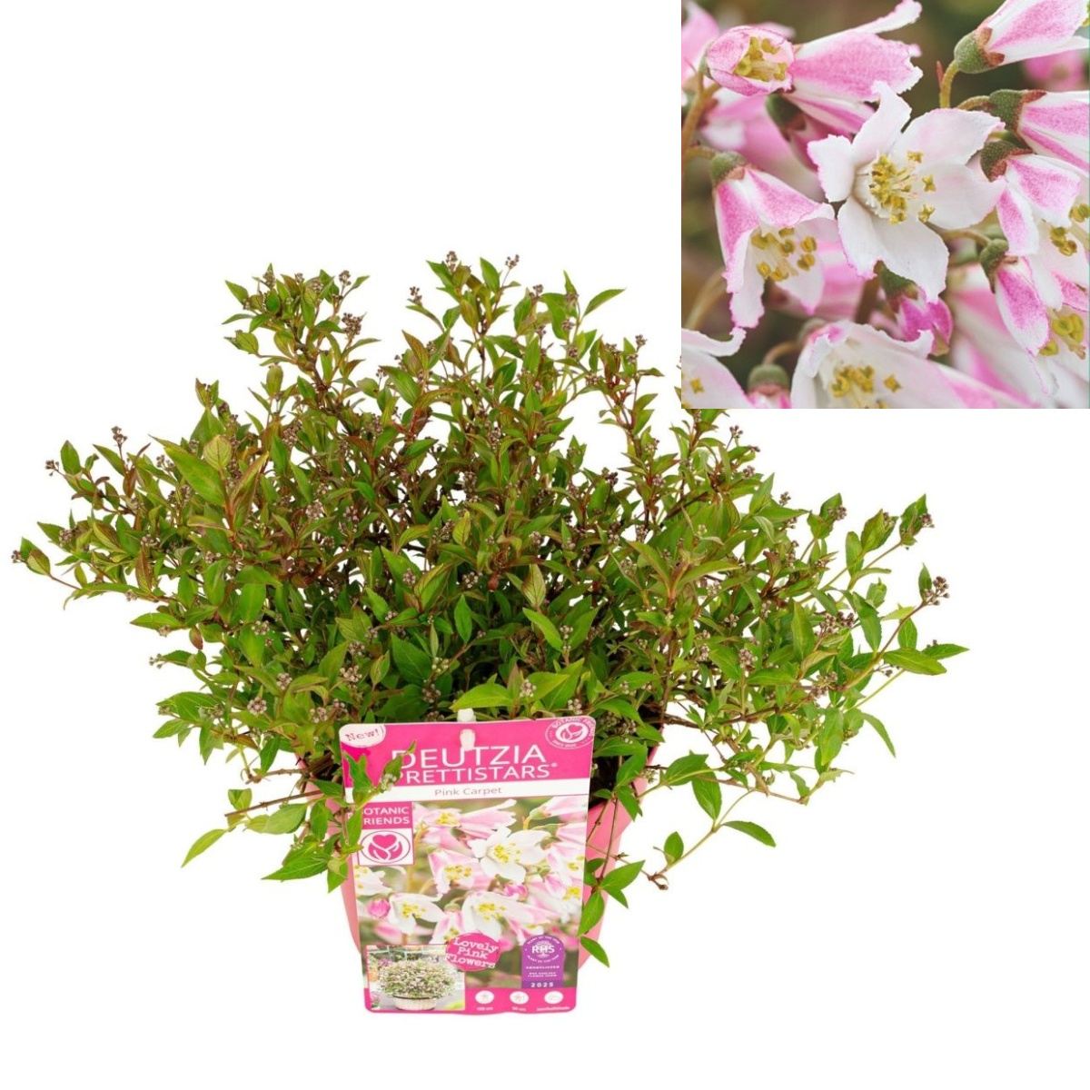 Keře okrasné květem - Trojpuk Prettistars Pink Carpet výška 30/40cm, květináč 3 litry