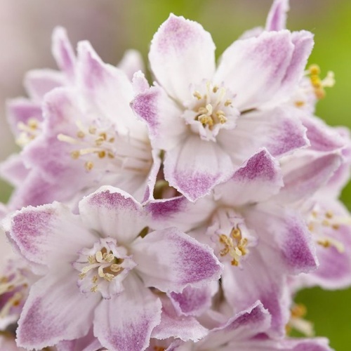 Keře okrasné květem - Trojpuk 'Raspberry Sundae'® výška 50/60cm, 4,4 litru