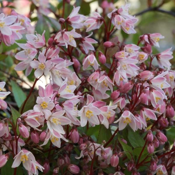 Keře okrasné květem - Trojpuk růžový 'Yuki Cherry Blossom' výška 30/40cm, květináč 4 litry