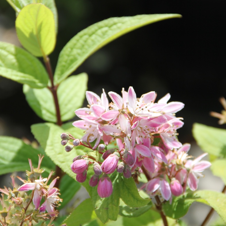 Keře okrasné květem - Trojpuk Strawberry Field květináč 2,5 litru, výška 25/30cm, keř