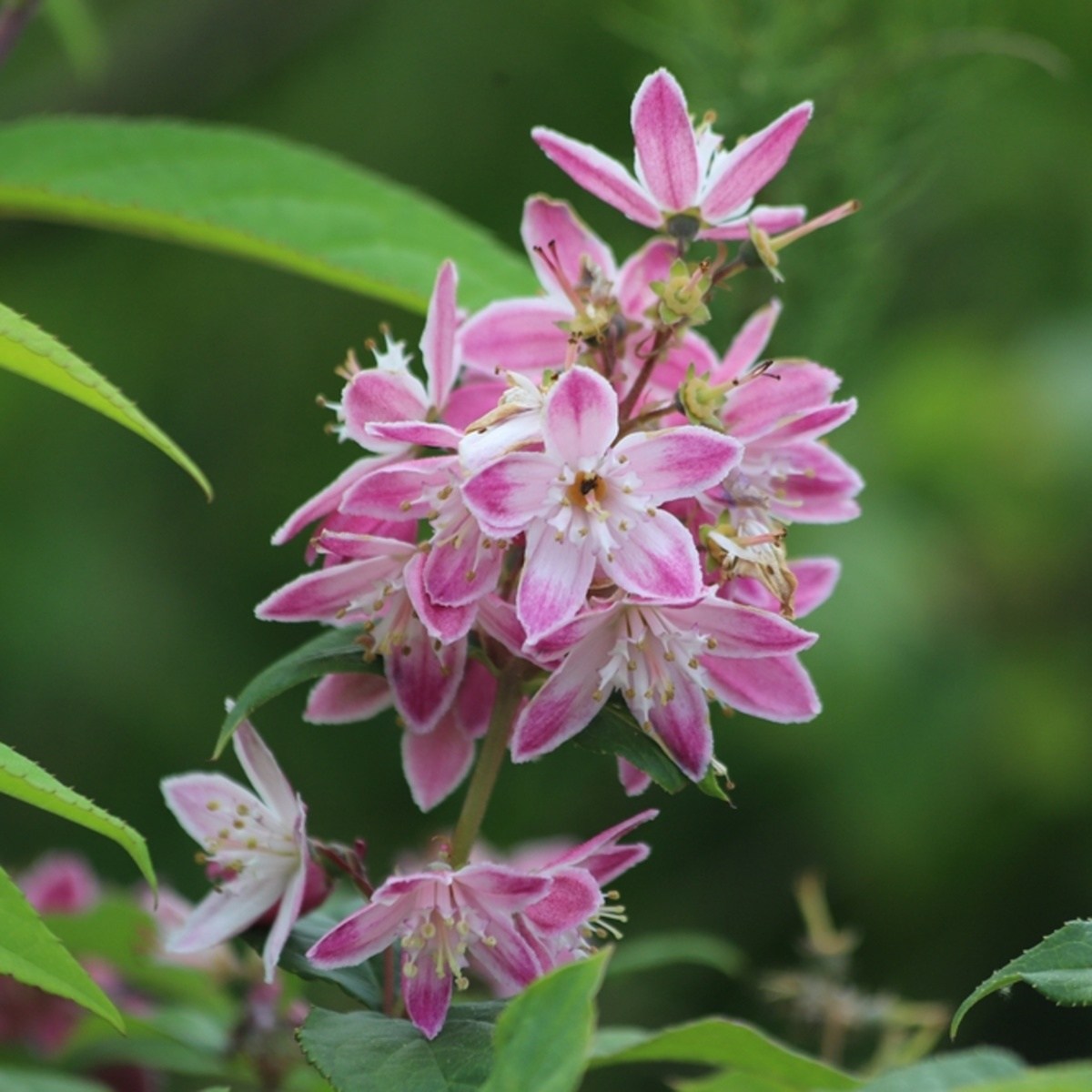 Keře okrasné květem - Trojpuk Strawberry Field výška 20/30cm, květináč 1,4 litru