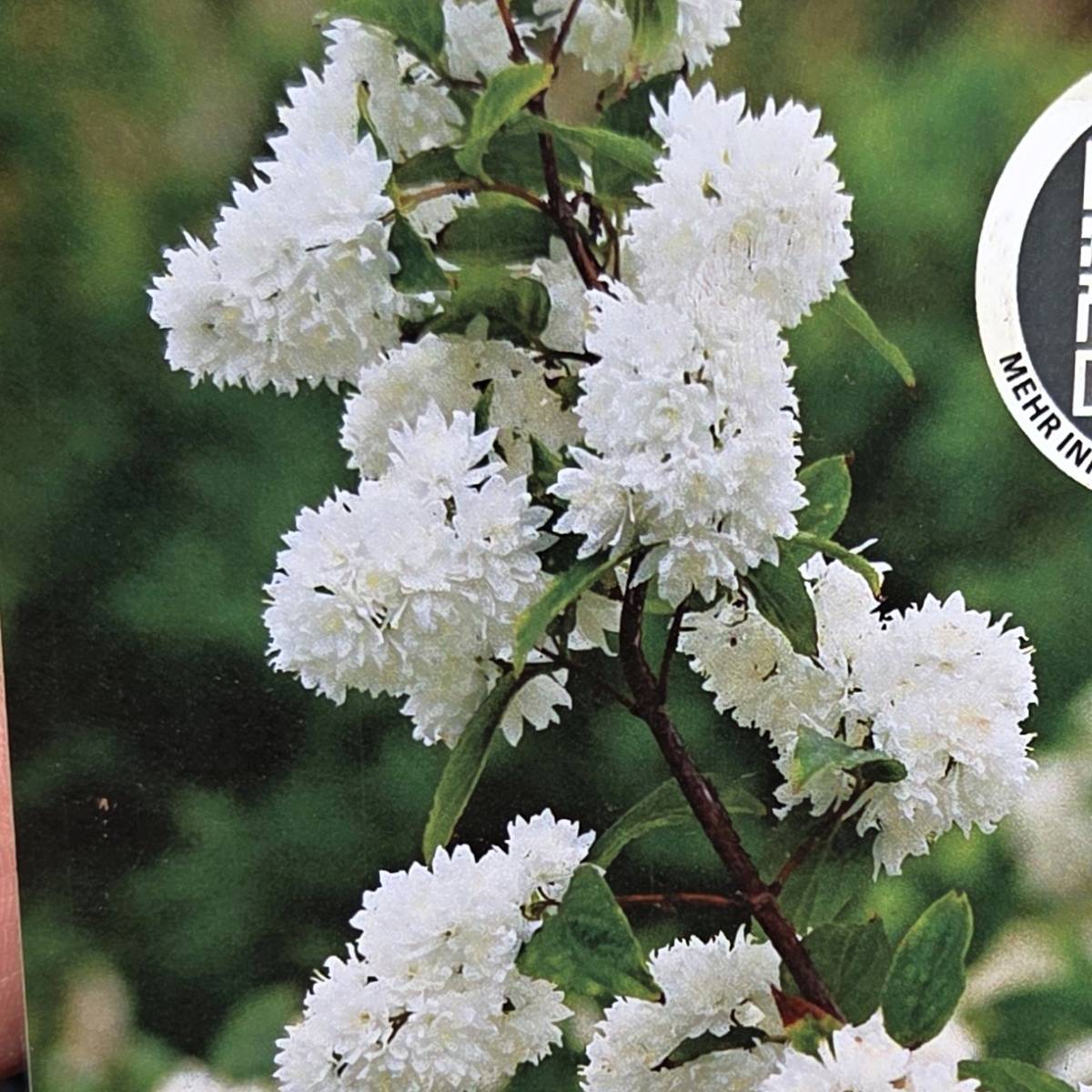 Keře okrasné květem - Trojpuk velkolepý výška 60/80cm, květináč 6 litrů