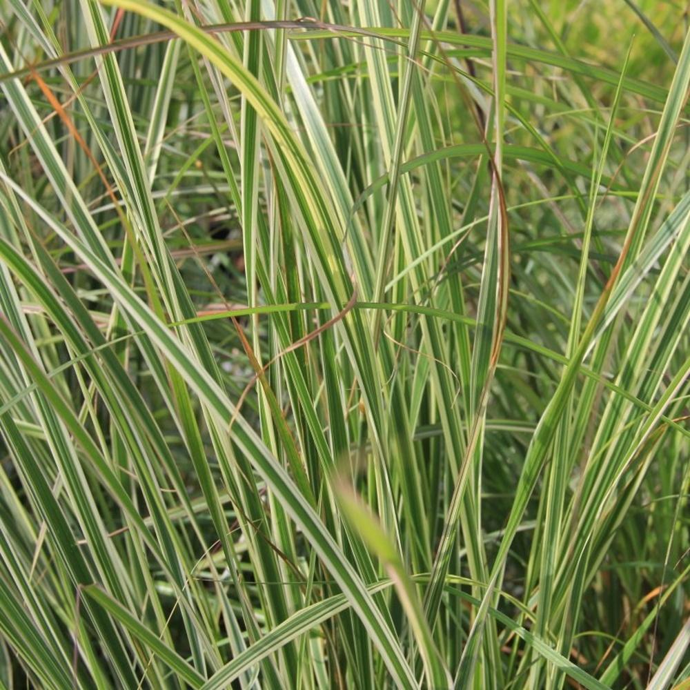 Třtina ostrokvětá Overdam květináč 2 litry-0
