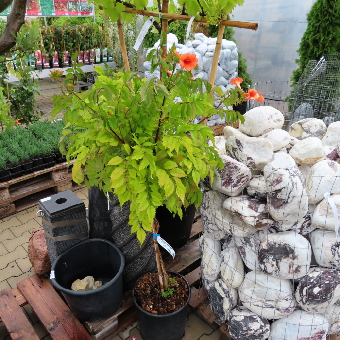 Popínavé rostliny - Trubač křížený 'Indian Summer' květináč 15 litrů, kmínek 120cm, tvarovaný