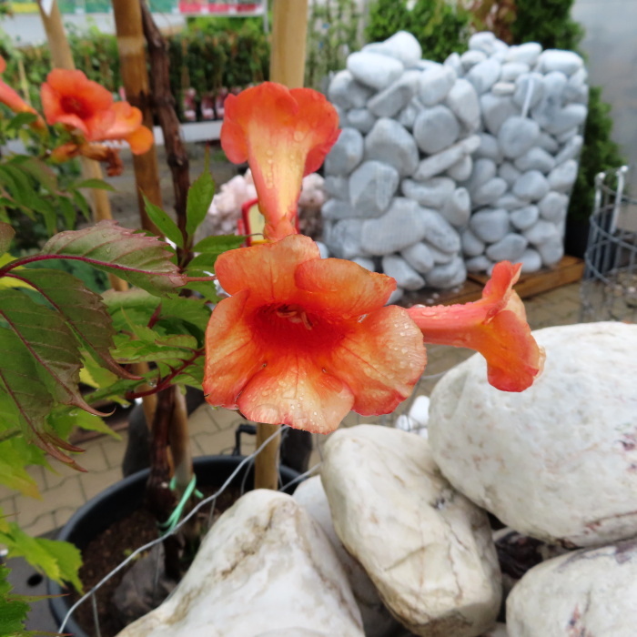 Trubač křížený 'Indian Summer' květináč 15 litrů, kmínek 120cm, tvarovaný-0