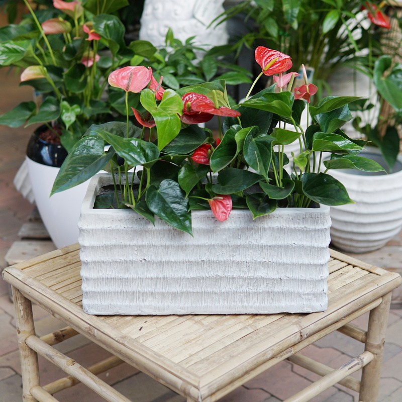 Truhlíky - Truhlík hranatý Irtyš 56 cm