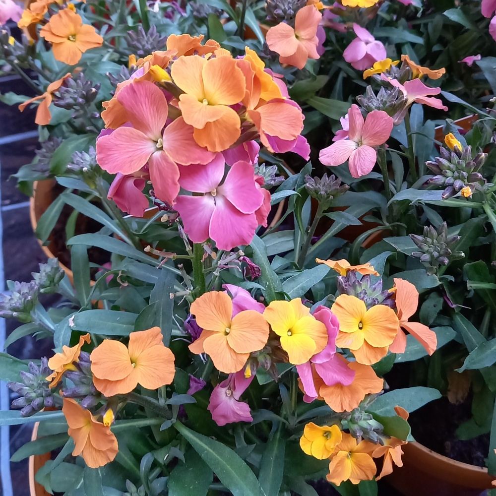 Na slunce - Trýzel 'Orange Glow' květináč 1,5 litru