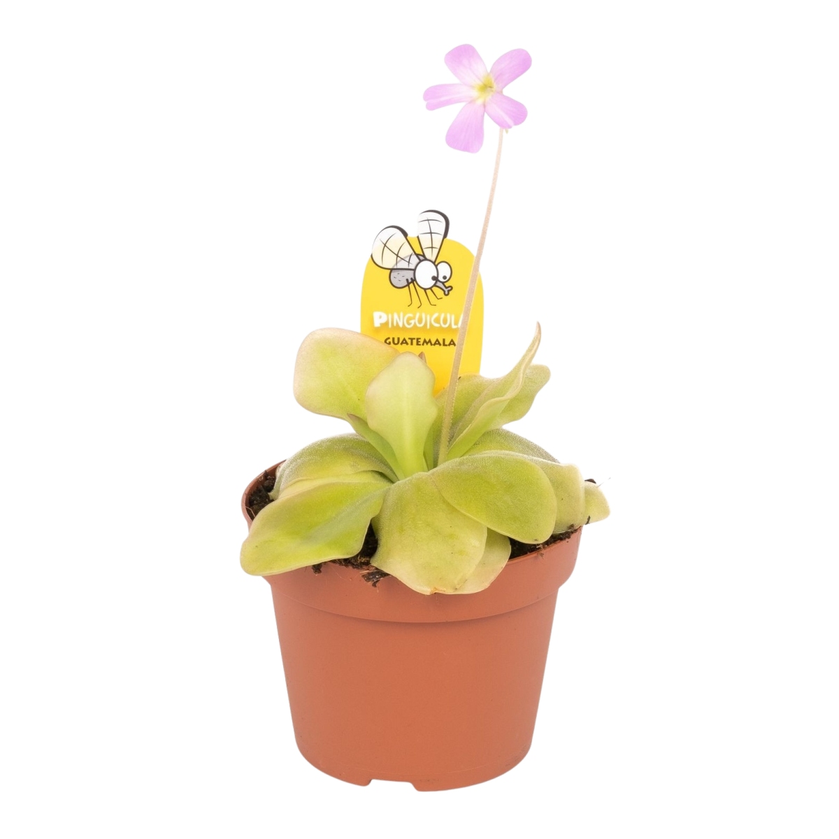 Masožravé rostliny - Tučnice květináč 9cm