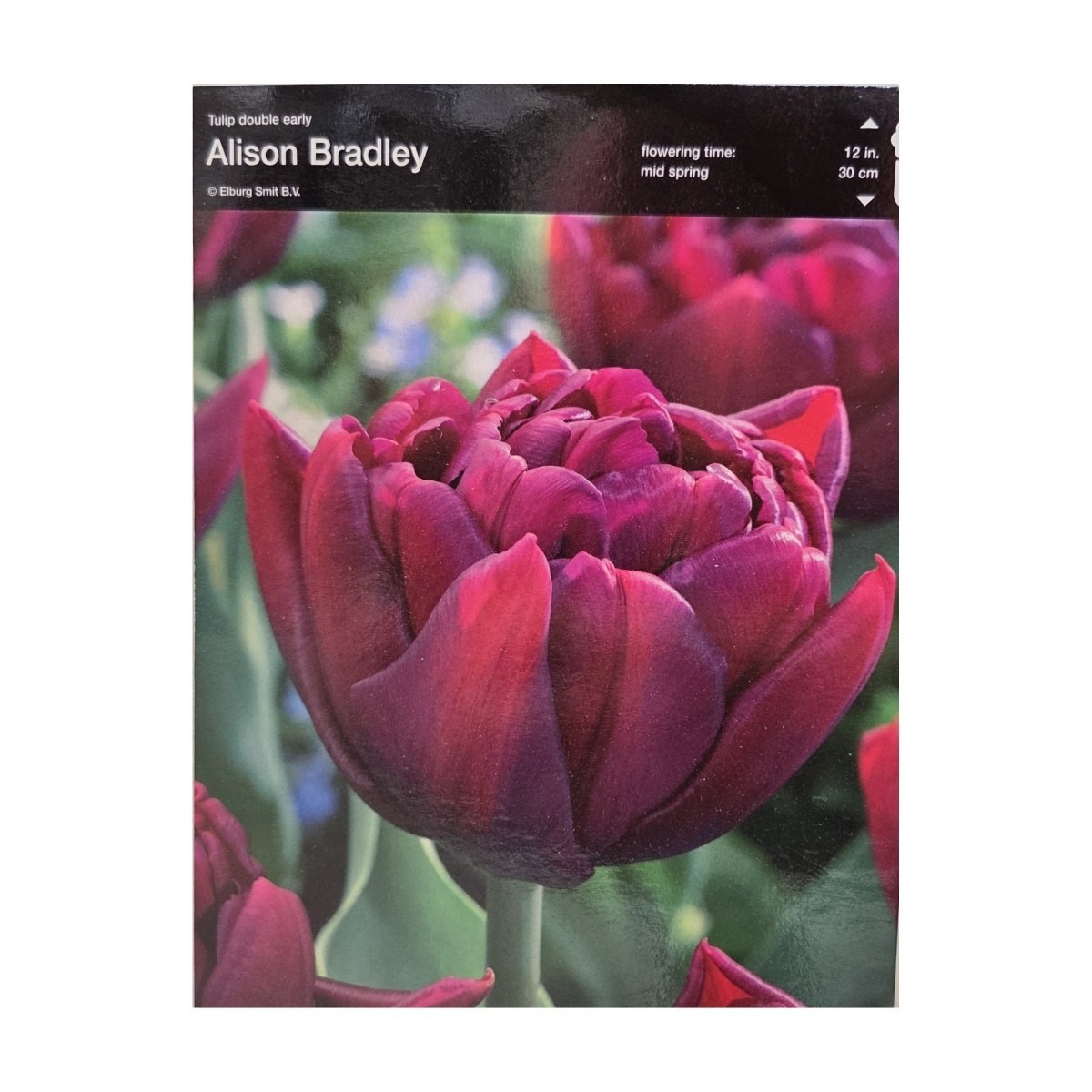 Tulipány - Tulipán Alison Bradley 5ks