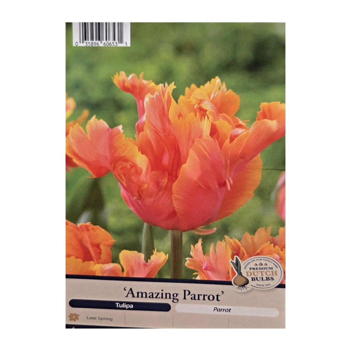 Cibuloviny - Tulipán Amazing Parrot 5ks