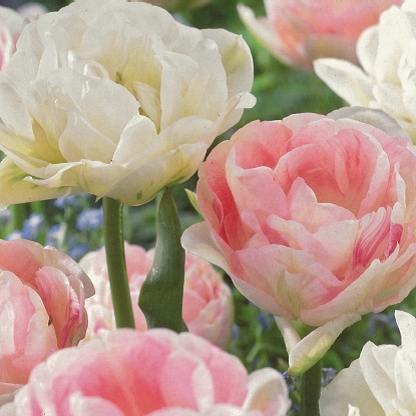 Rostliny - Tulipán 'Angelique & Mount Tacoma' mix 25ks