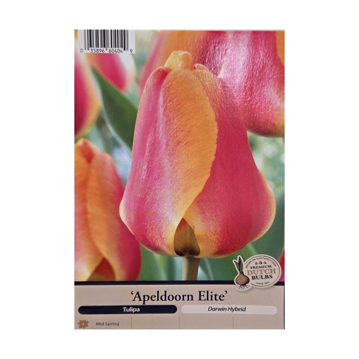 Cibuloviny - Tulipán Apeldoorns Elite 5ks