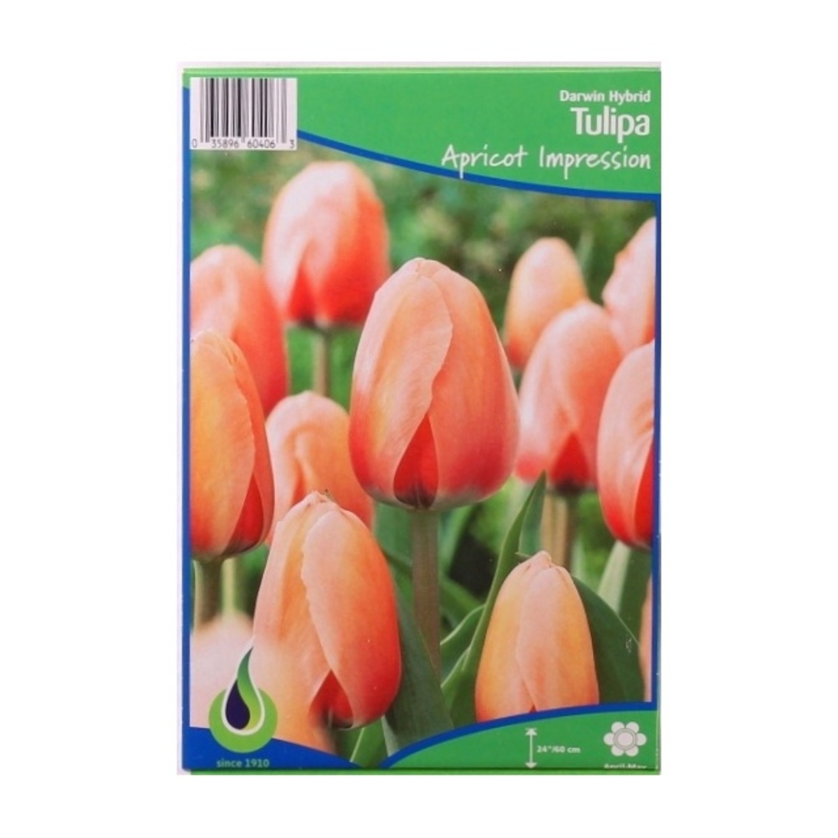 Cibuloviny - Tulipán Apricot Impression 5ks
