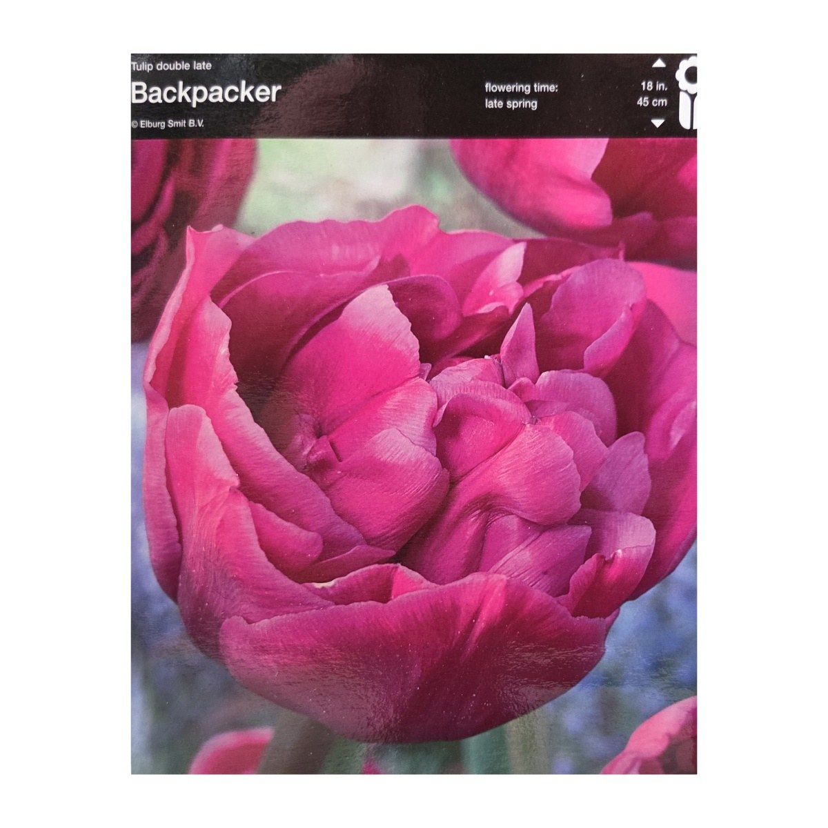 Tulipány - Tulipán Backpacker 5ks