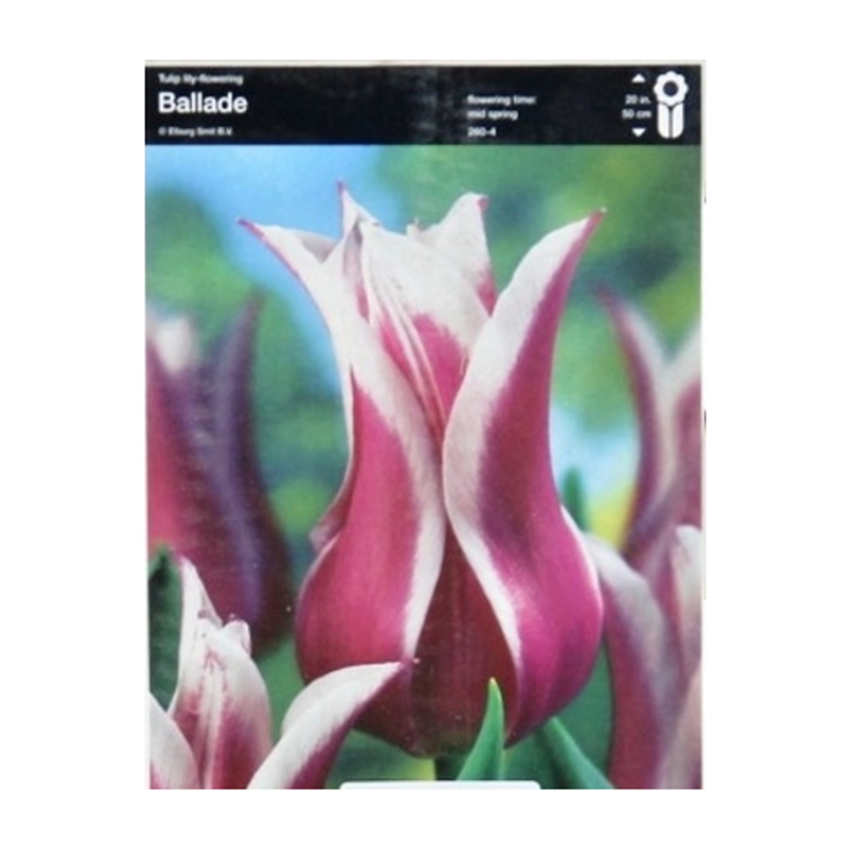 Tulipány - Tulipán Ballade 5ks