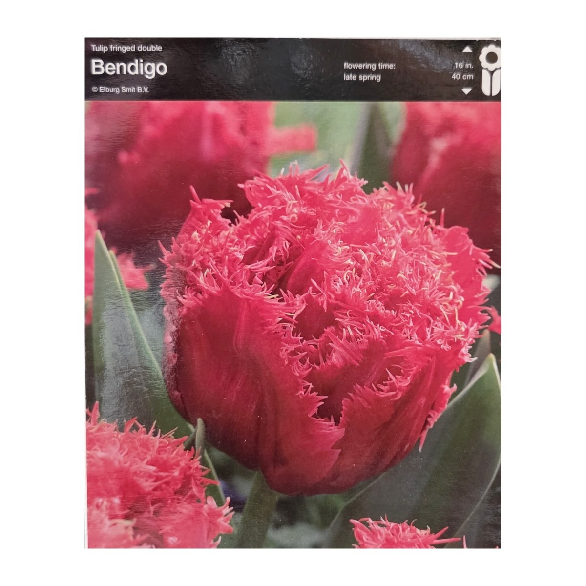 Tulipány - Tulipán Bendigo 5ks