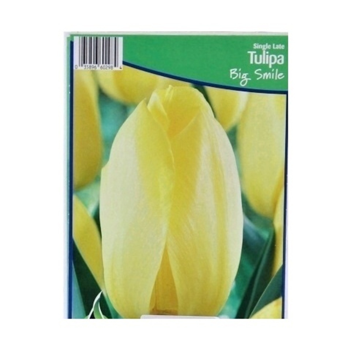 Cibuloviny - Tulipán Big Smile 5ks