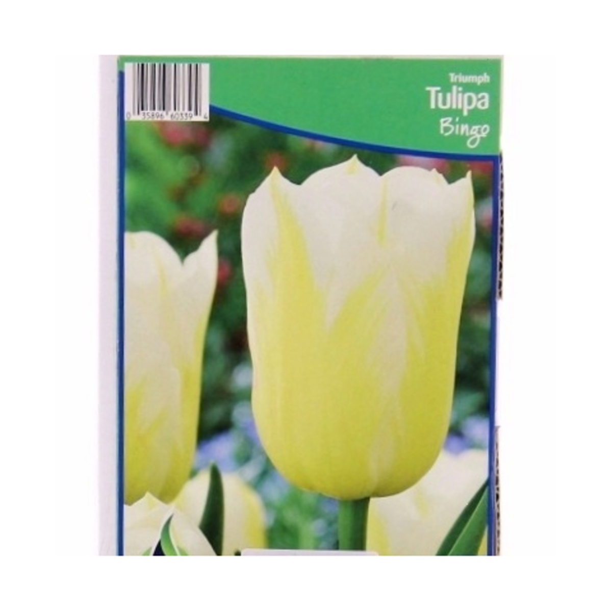 Cibuloviny - Tulipán Bingo 5ks