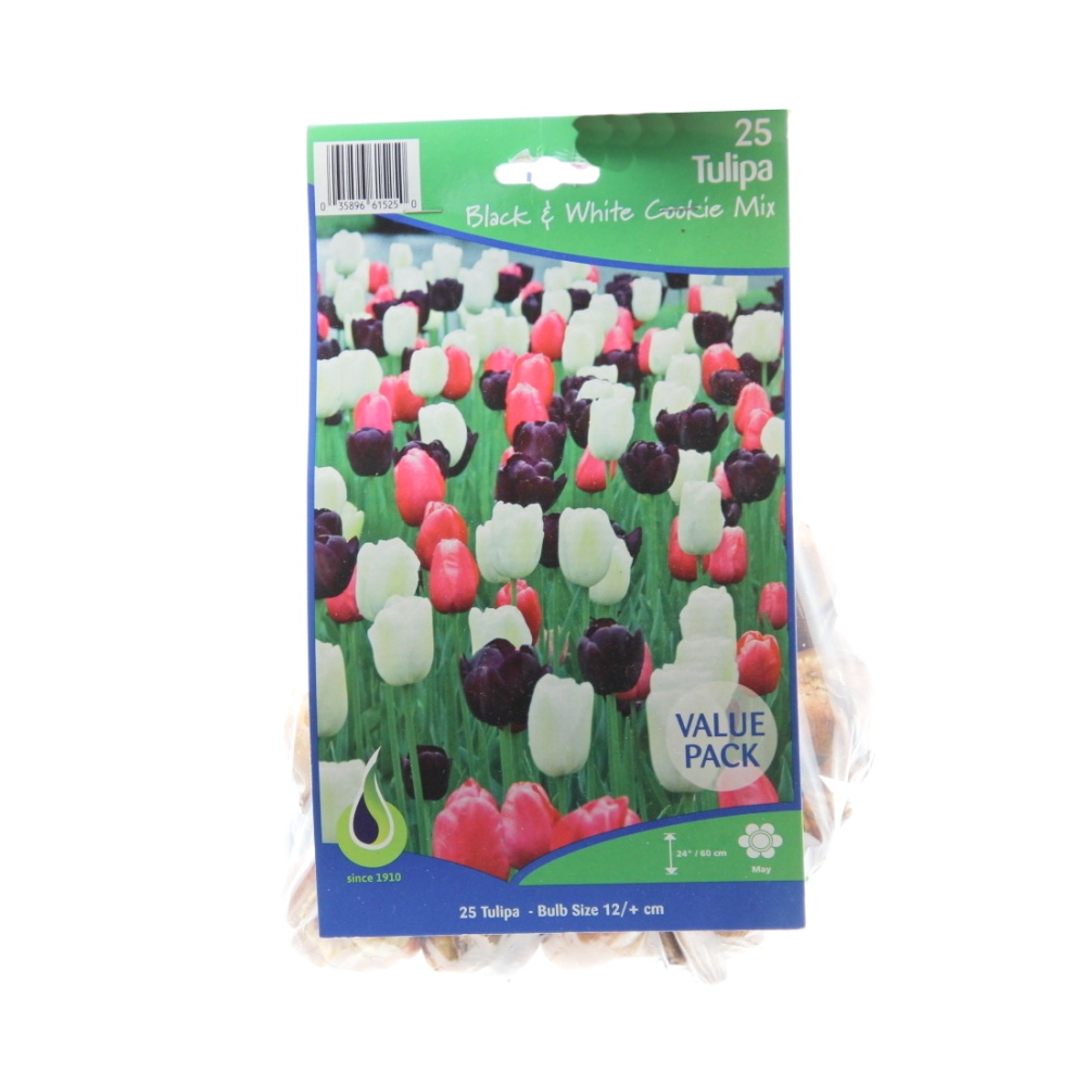 Rostliny - Tulipán 'Black & White Cookie' mix 25ks