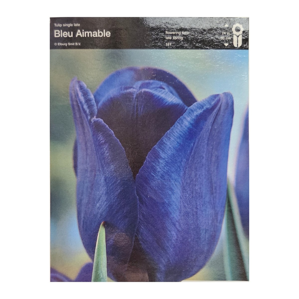 Tulipány - Tulipán Bleu Aimable 5ks