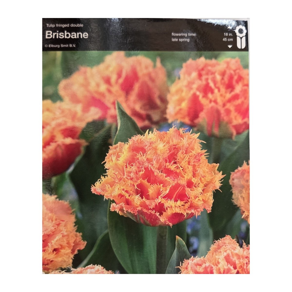 Tulipány - Tulipán Brisbane 5ks