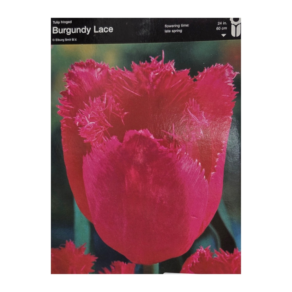 Tulipány - Tulipán Burgundy Lace 5ks
