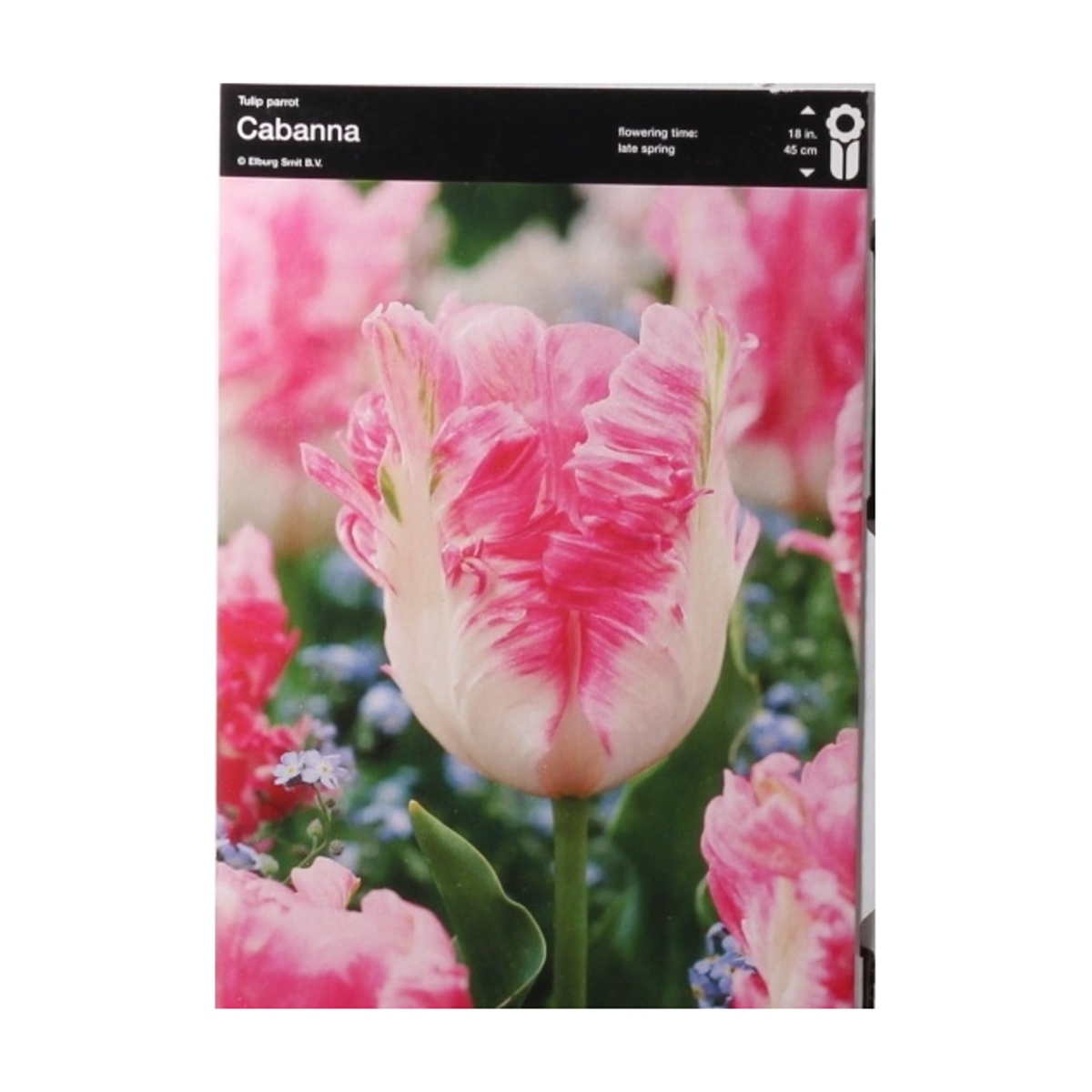Cibuloviny - Tulipán Cabanna 5ks