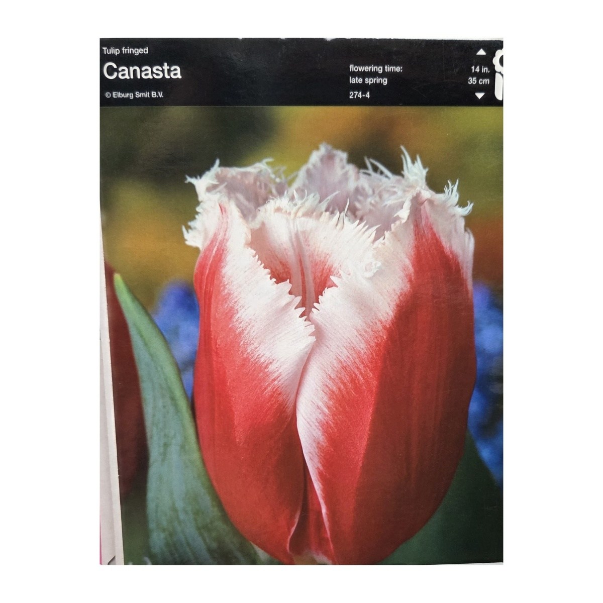 Tulipány - Tulipán Canasta 5ks
