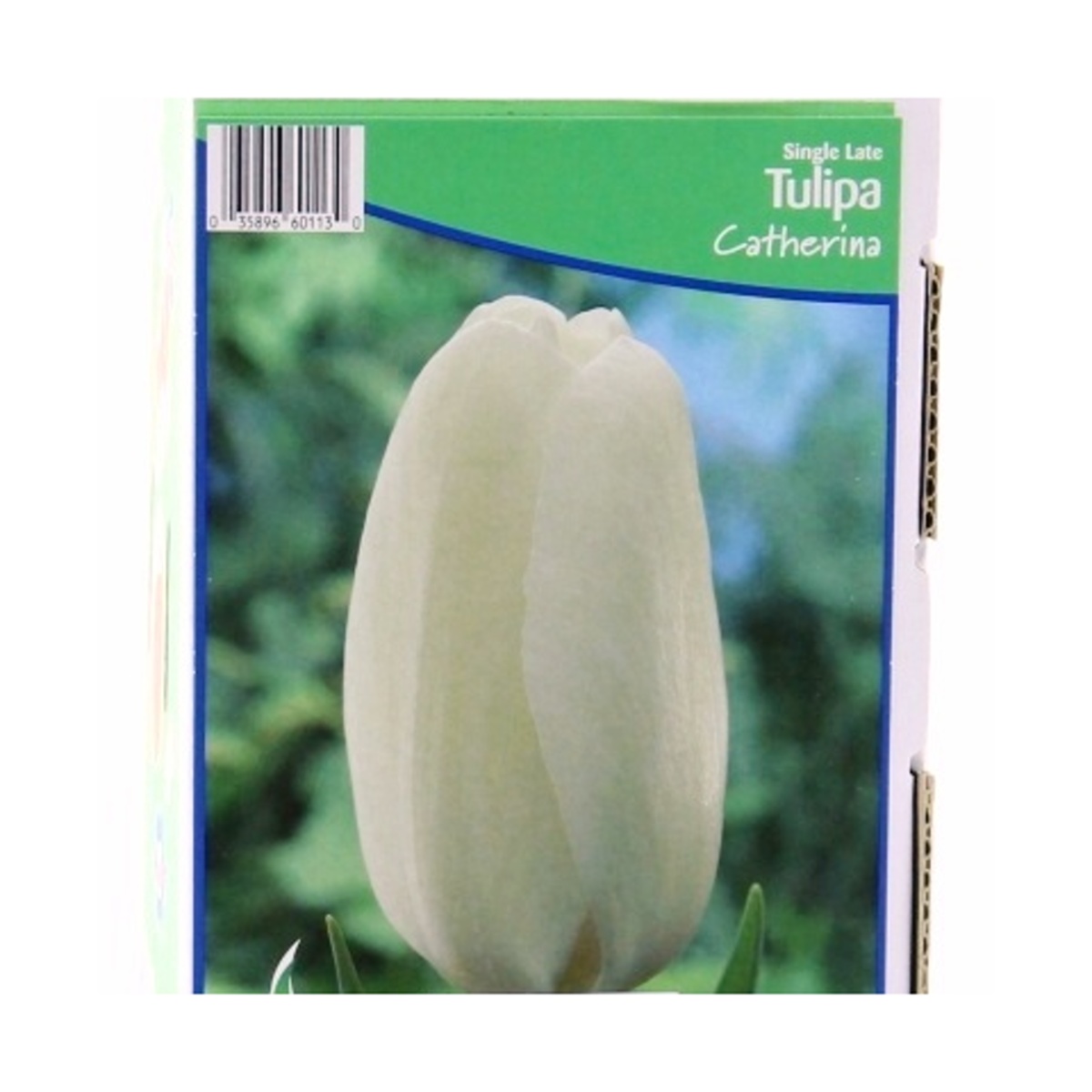 Cibuloviny - Tulipán Catherina 5ks