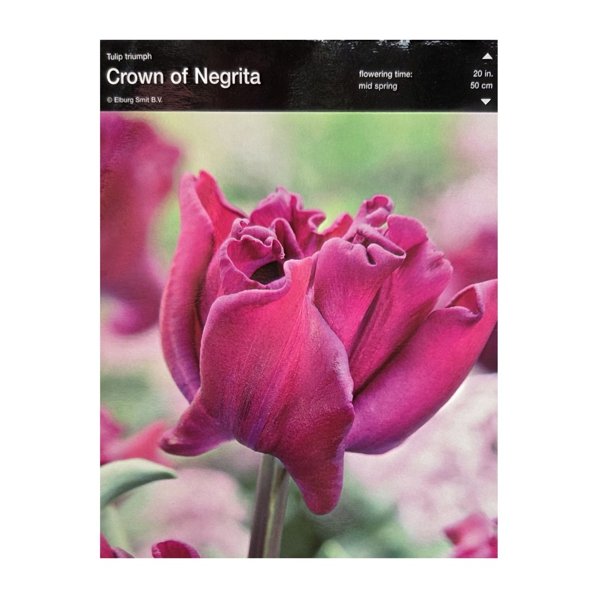 Tulipány - Tulipán Crown of Negrita 5ks