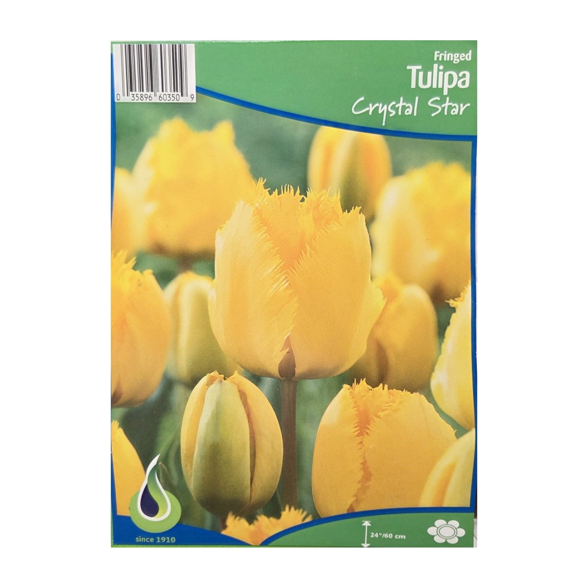 Cibuloviny - Tulipán Crystal Star 5ks