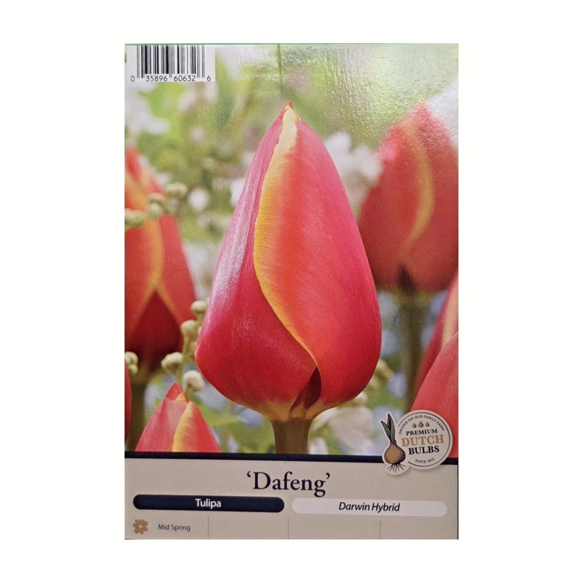 Cibuloviny - Tulipán Dafeng 5ks