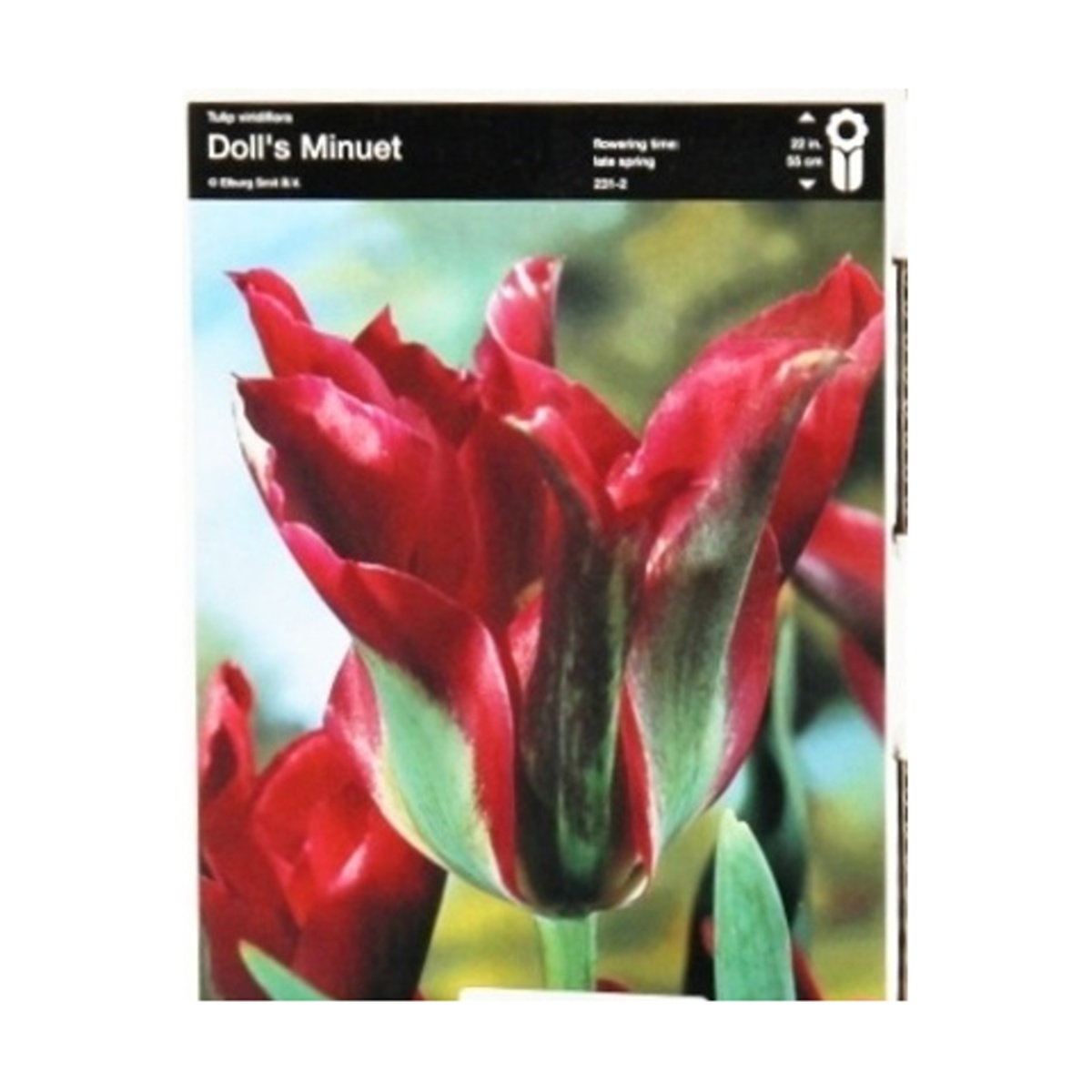Cibuloviny - Tulipán Dools Minuet 5ks