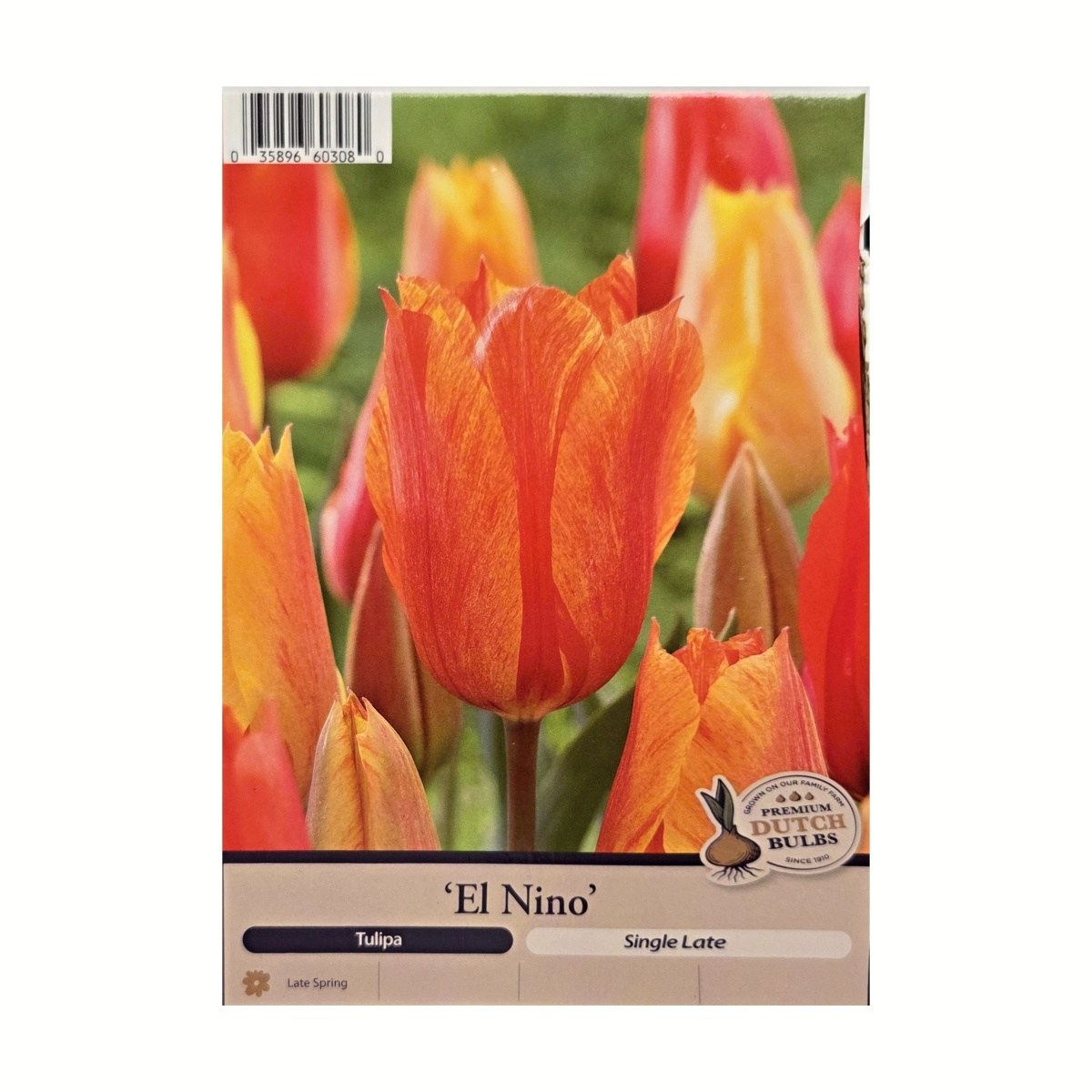 Cibuloviny - Tulipán El Nino 5ks
