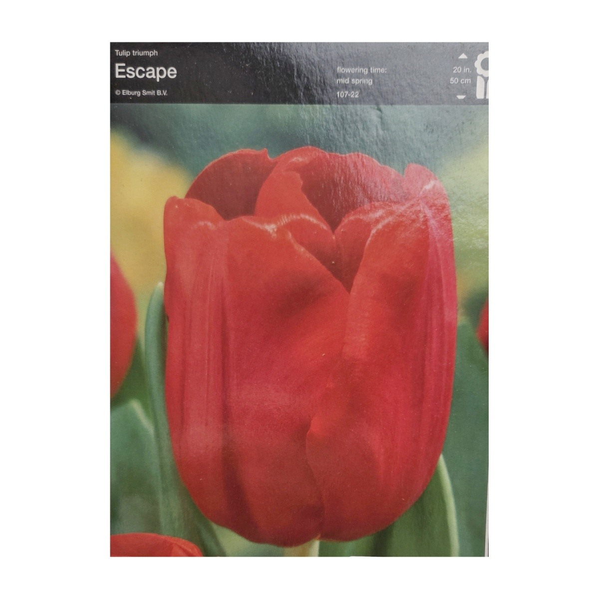 Tulipány - Tulipán Escape 5ks