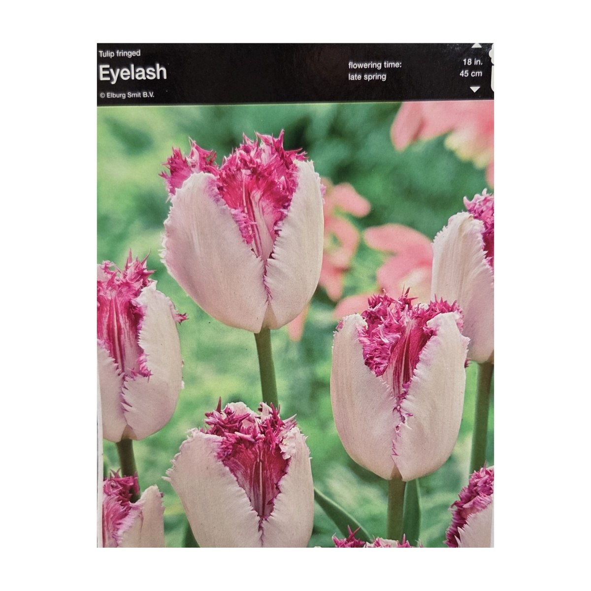 Tulipány - Tulipán Eyelash 5ks