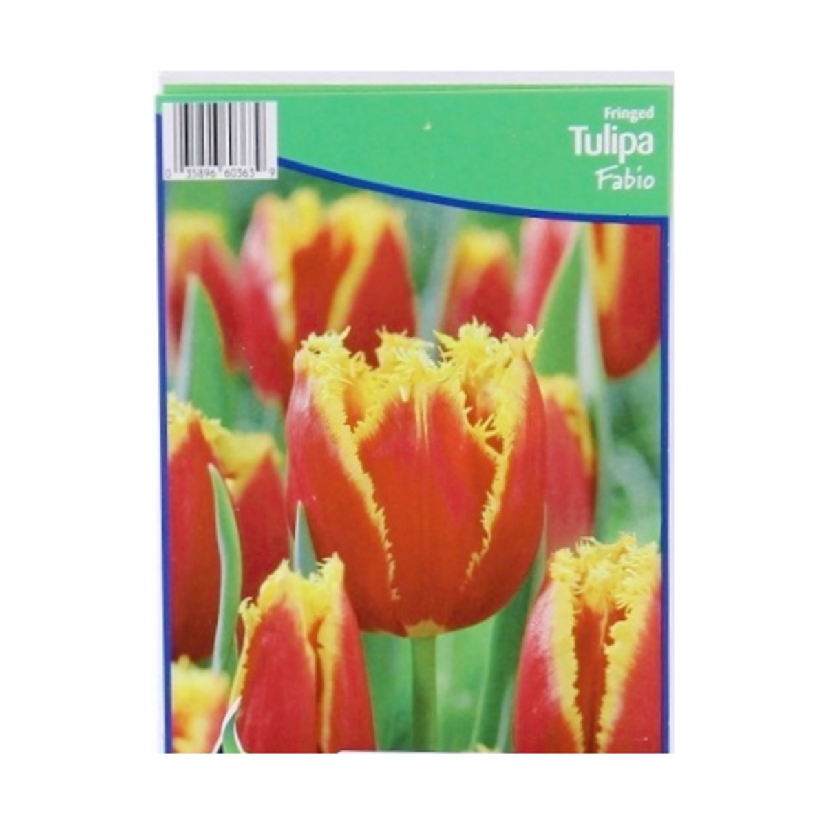 Cibuloviny - Tulipán Fabio 5ks