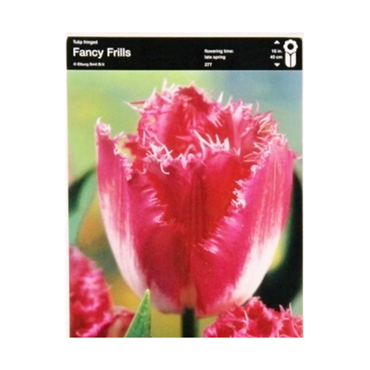 Cibuloviny - Tulipán Fancy Frills 5ks