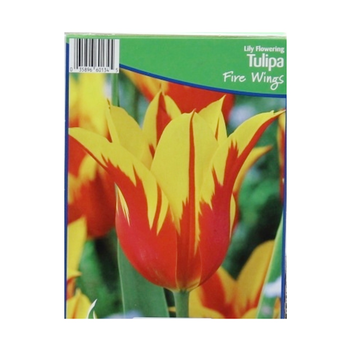 Cibuloviny - Tulipán Fire Wings 5ks