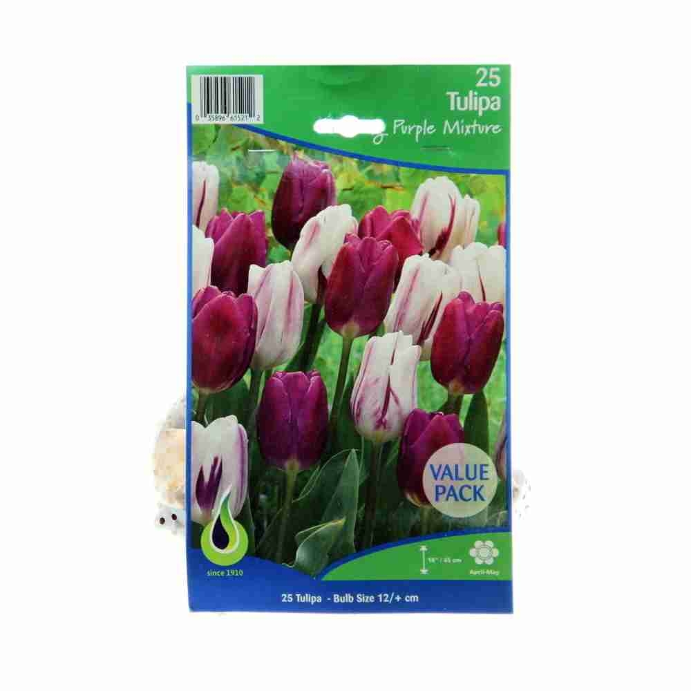 Rostliny - Tulipán Flaming Purple mix 25ks