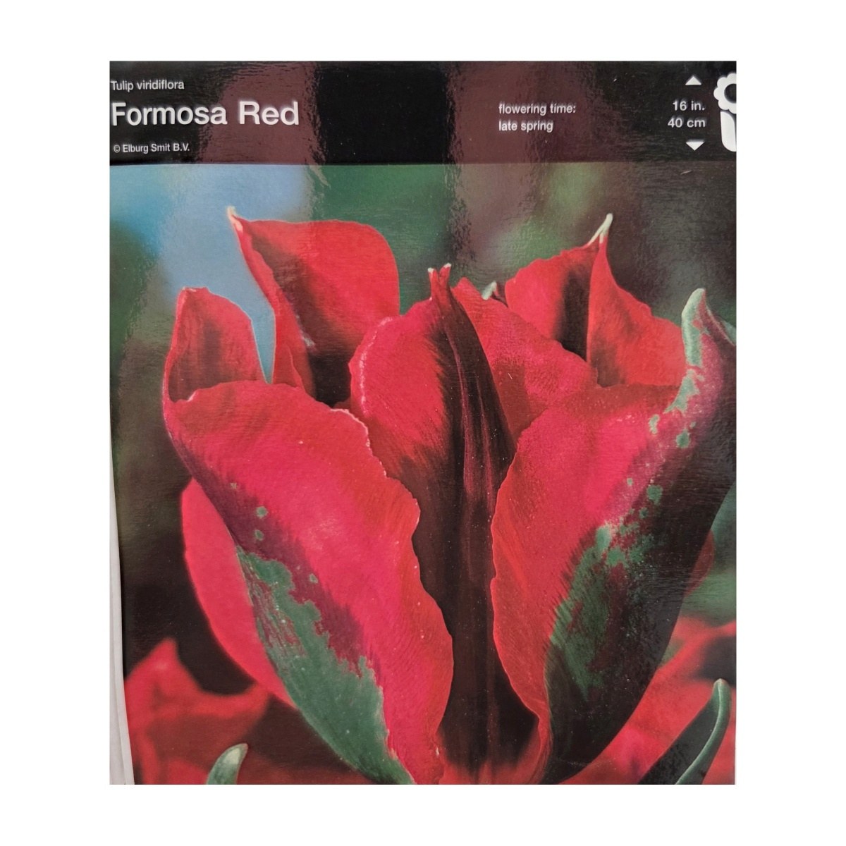Tulipány - Tulipán Formosa Red 5ks