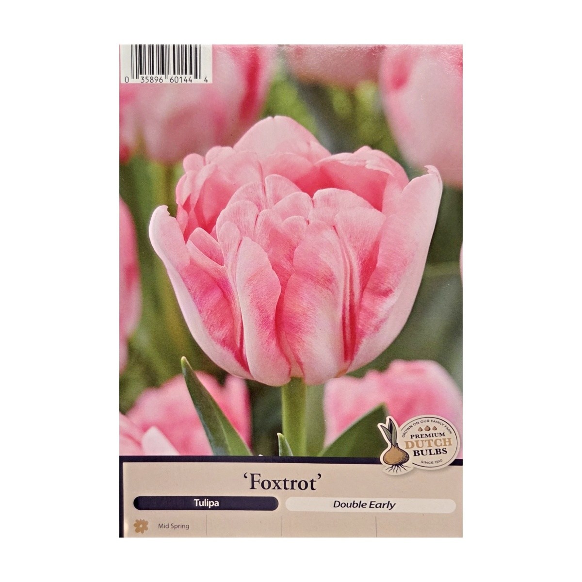 Cibuloviny - Tulipán Foxtrot 5ks